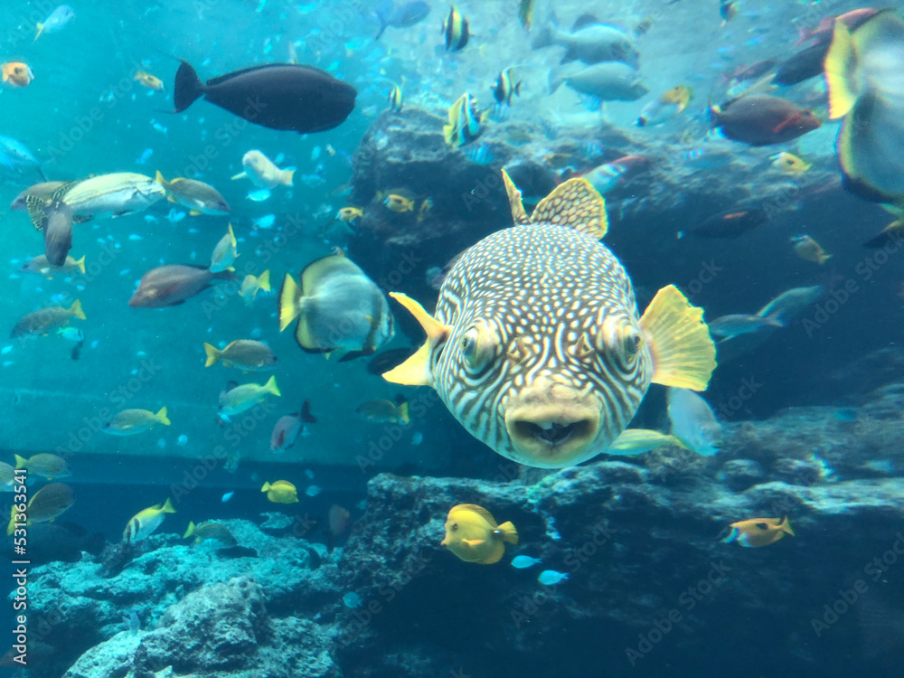 ふぐ 水族館 沖縄 ふぐ 水族館 沖縄