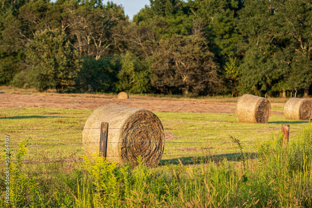 Round hay bales in a pasture.