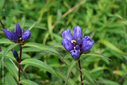 夏の山野に咲く可憐なエゾリンドウの花