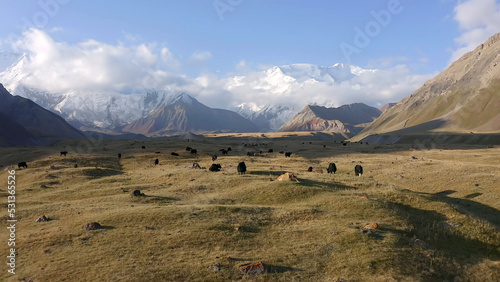 A herd of yaks graze on a green meadow under Lenin Peak. View of the Alai Valley and the Edelweiss Glade at dawn. Beautiful summer mountain landscape.