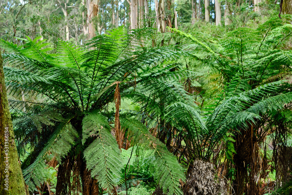 Fotka „The tree ferns are arborescent (treelike) ferns that grow with