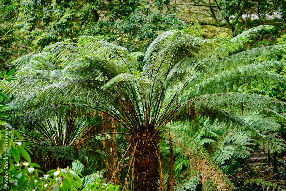 The tree ferns are arborescent (tree-like) ferns that grow with a trunk elevating the fronds above ground level, making them trees. Most tree ferns are members of the The tree ferns are arborescent (tree-like) ferns that grow with a trunk elevating the fronds above ground level, making them trees. Most tree ferns are members of the