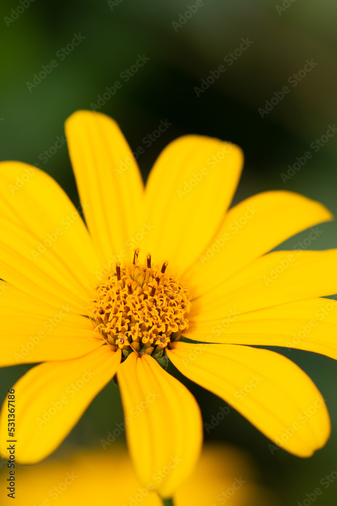 Large bright yellow daisy flower Large bright yellow daisy flower