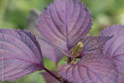 Flowers and purple leaves of Japanese shiso herb plant growing outdoors