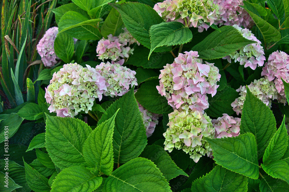 Hydrangea macrophylla, bigleaf French hydrangea, hortensia in garden bush blossom pink blooming flowers in evening light as grainy noisy floral botanical spring summer backdrop background walllpaper