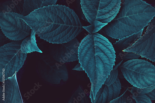 Blue leaves of hortensia plant, bush greenery as dark botanical background backdrop texture wallpaper toned in cold colors
