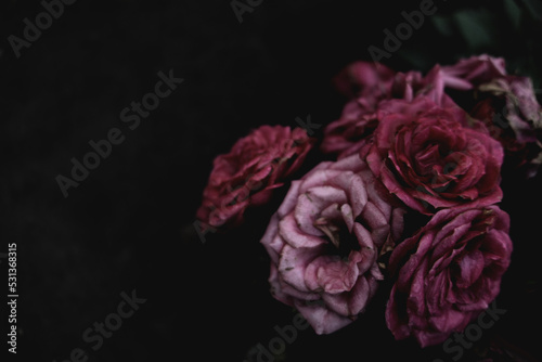 Pink blooming roses close up, bush flowers bouget as dark elegant floral botanical mysterious fantasy dream like dreamy vintage background backdrop wallpaper