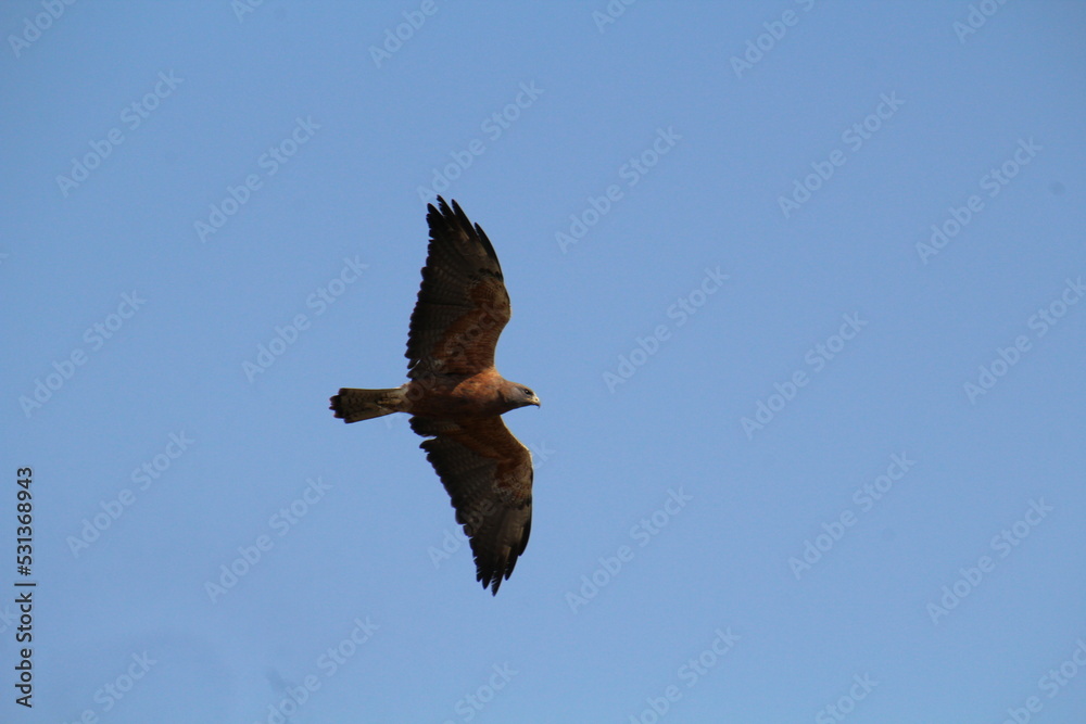 Obraz premium red tailed hawk in flight