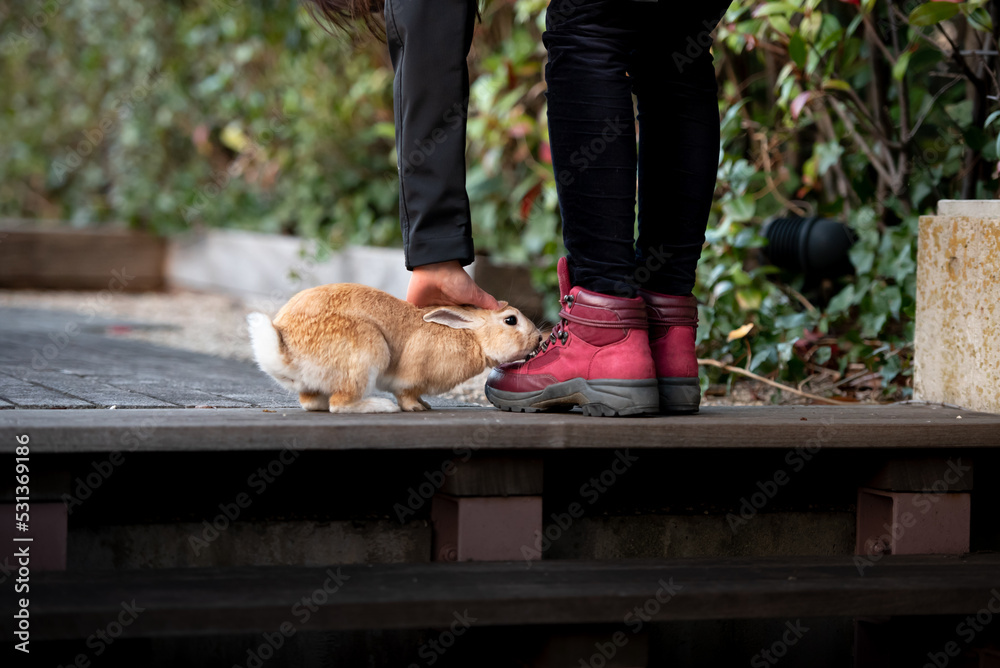 Obraz premium Rabbit walking with owner in red walking shoes