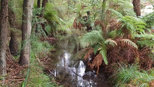 Olinda Creek, Yarra Ranges National Park is located in the Central Highlands of Australia's southeastern state Victoria, 107 km northeast of Melbourne.  photo