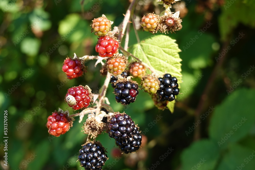 blackberry bush blackberry bush