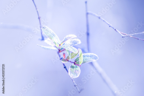 Winter nature background. Frozen branch with leaves closeup © worakittipic