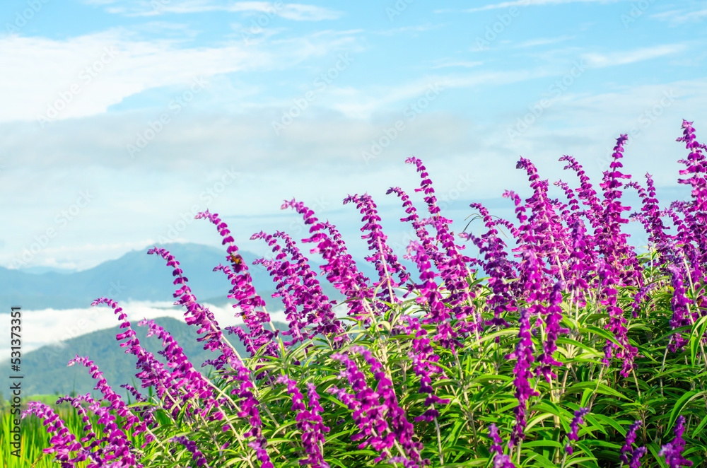 Naklejka premium Mexican bush sage flower with rice fields and mountains in the background