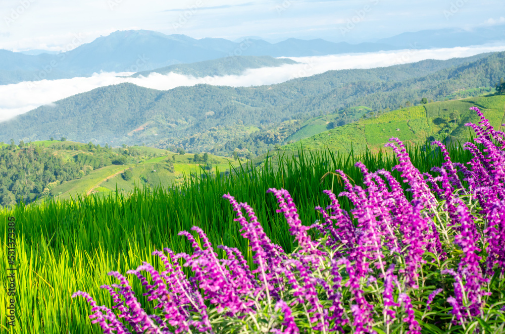 Mexican bush sage flower with rice fields and mountains in the background 