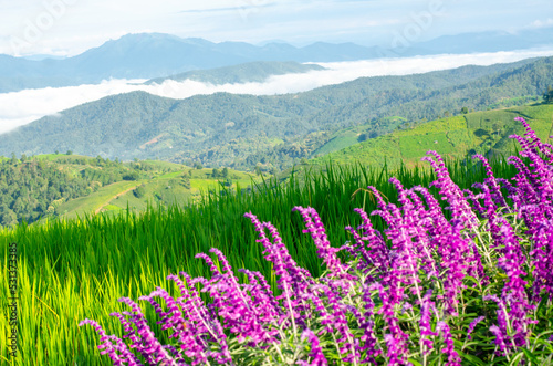 Mexican bush sage flower with rice fields and mountains in the background 