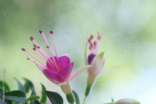 Purple flower in the form of a crown.