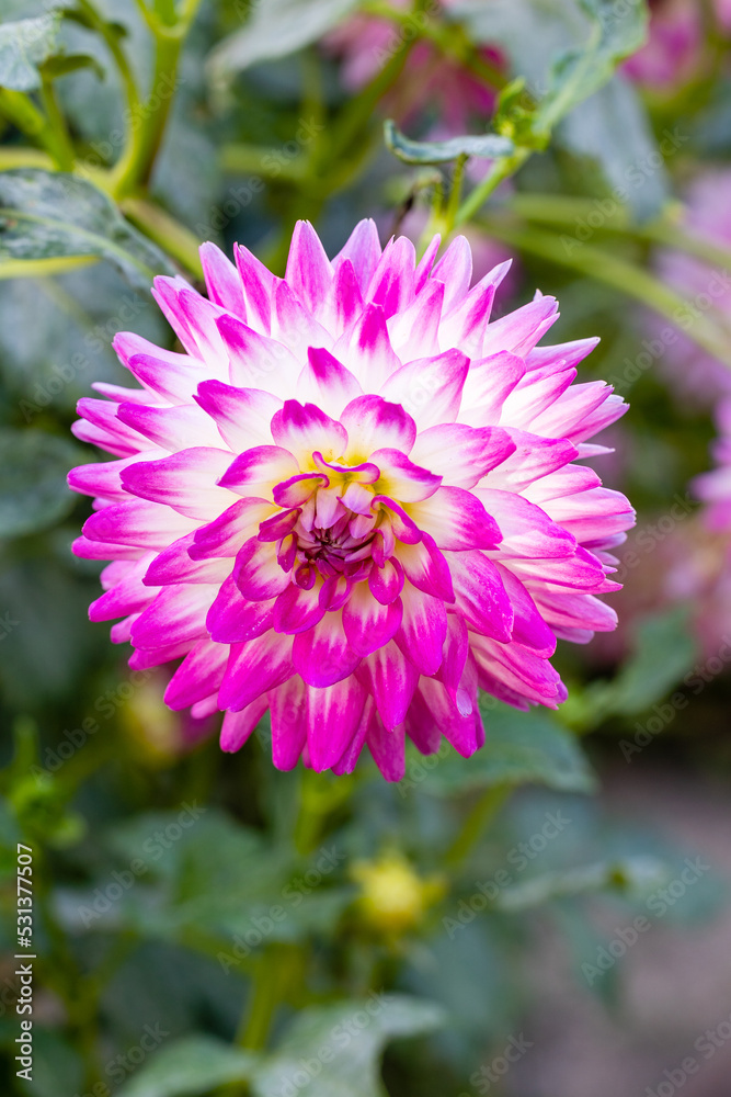 Obraz premium Dahlia of multiple colors grown in a garden