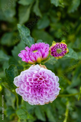 Dahlia of multiple colors grown in a garden