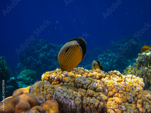 Chaetodon austriacus or Blacktail Butterflyfish in Red Sea caral reef, Sharm El Sheikh, Egypt