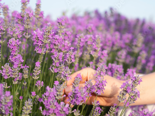 Close-up female hand holding the lavender flowers in the lavender field.