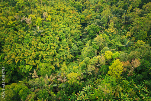 green forest jungle in Bali