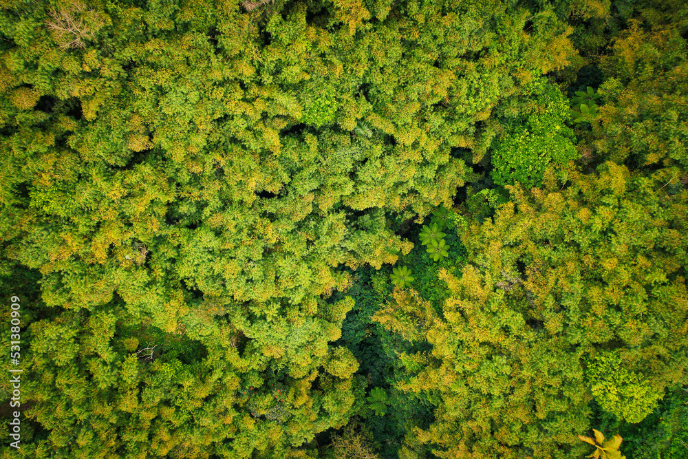 green forest jungle in Bali