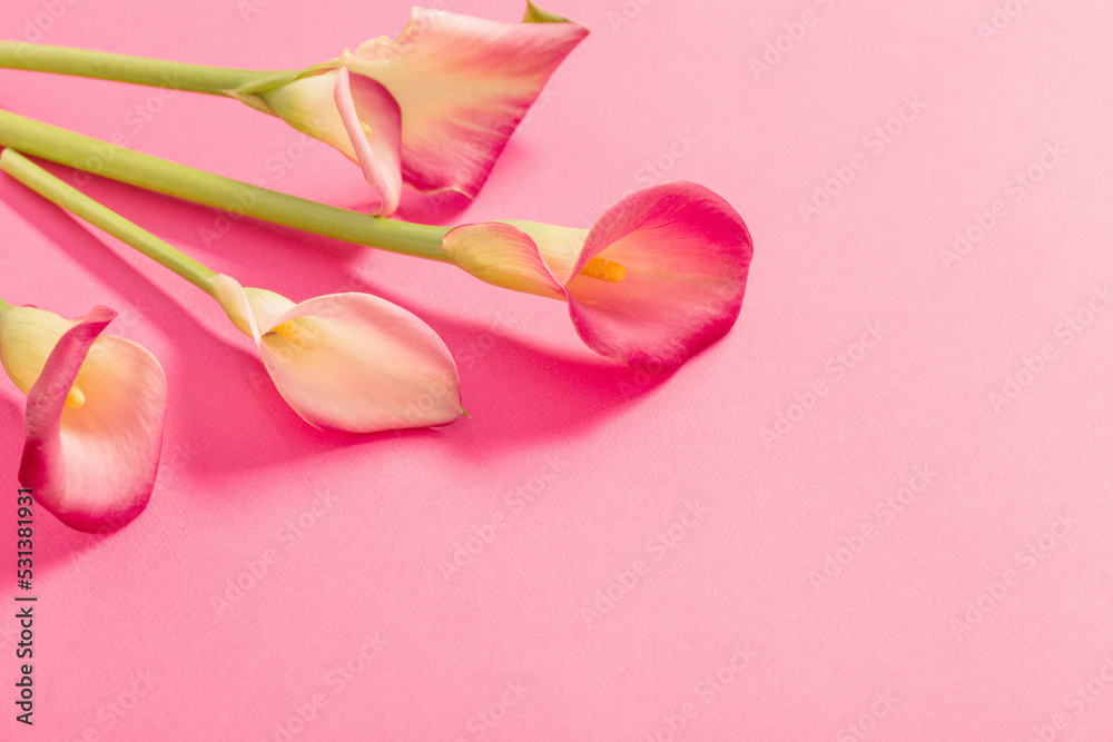 beautiful flowers of calla lily on paper background