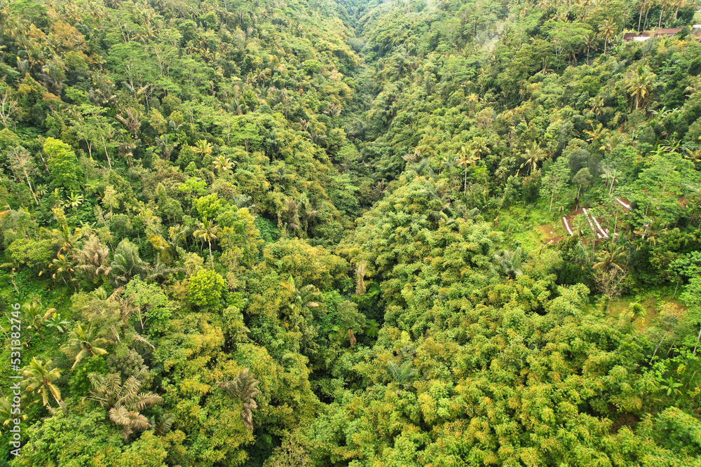 Green jungle in Bali