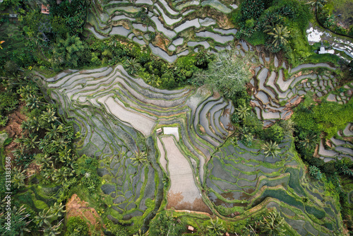 Green jungle, rice terraces captured with a drone - Bali