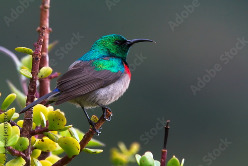 South African Collared Sunbird in profile photo