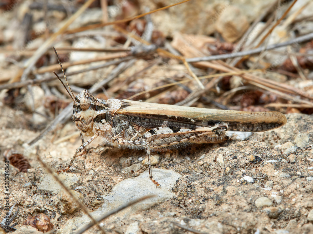 Slender Digging Grasshopper. Acrotylus patruelis Slender Digging Grasshopper. Acrotylus patruelis
