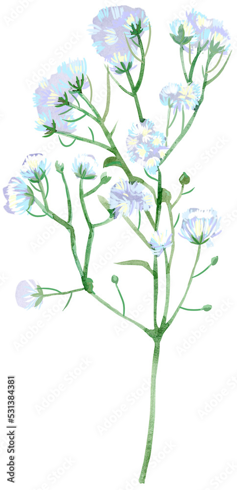 Watercolor illustration gypsophila with little white flowers