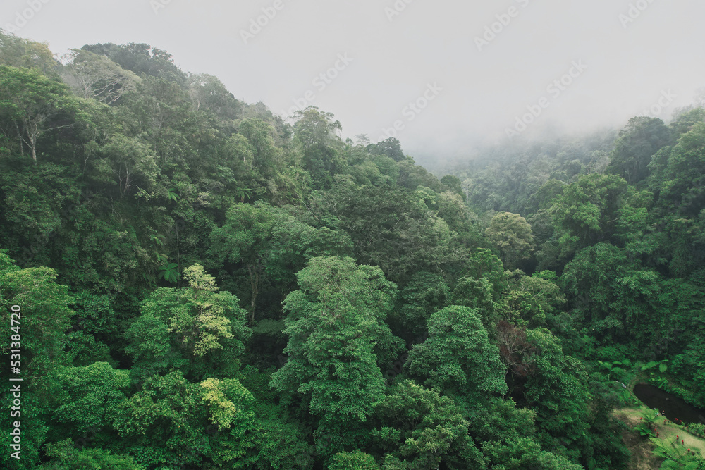 Fototapeta premium Fog over gern jungle - Bali