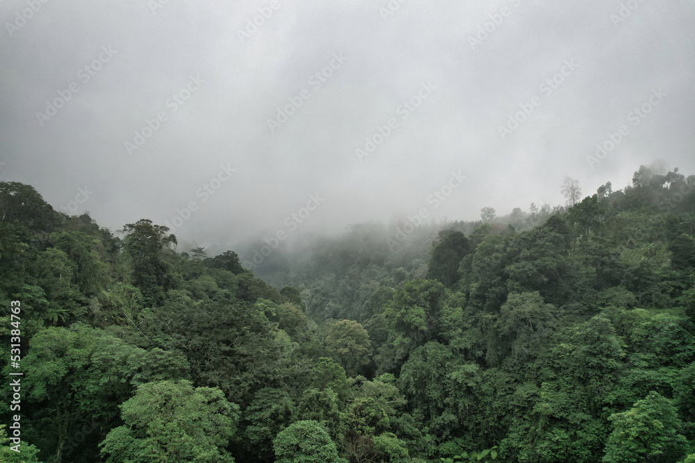 Fog over gern jungle - Bali