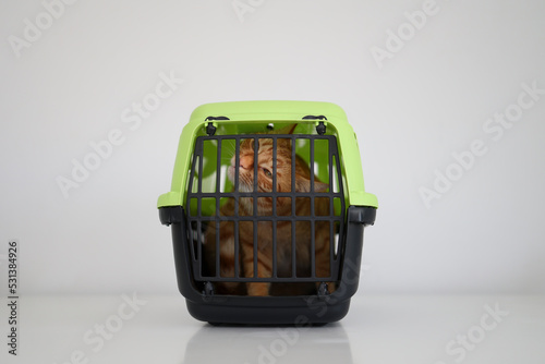 Cat cage, for transport for example to the vet