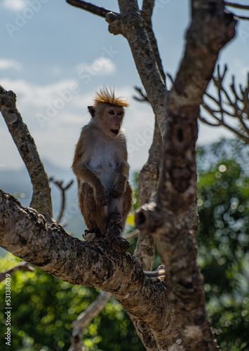 Young macaque monkeys on a tree, Sri Lanka