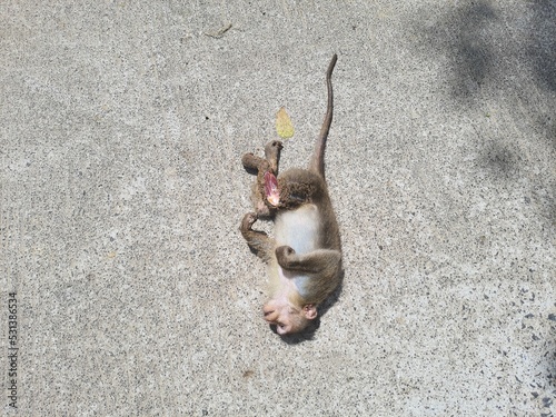 Photography Dead monkey on rod, power line attack | Accidental death of indian monkey