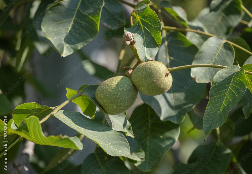 green raw walnuts on the branch. growing on a tree. green raw walnuts on the branch. growing on a tree.