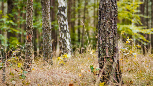 Fototapeta Naklejka Na Ścianę i Meble -  a pine forest