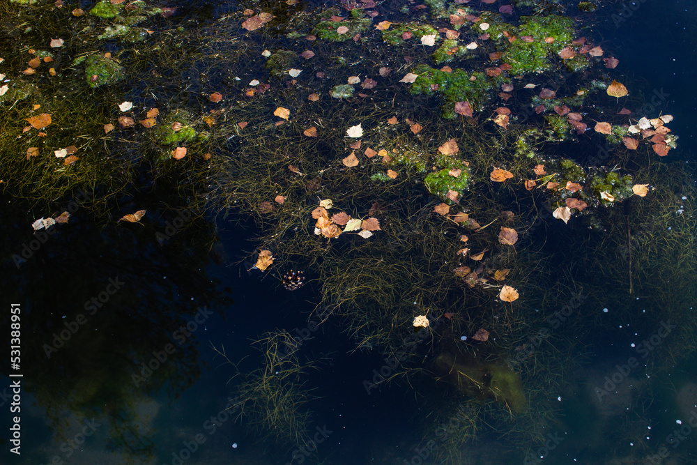 city algae pond, clear water city algae pond, clear water
