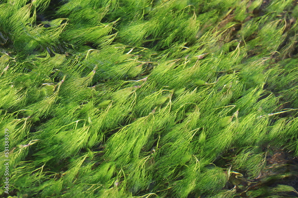 Seaweed Seaweed