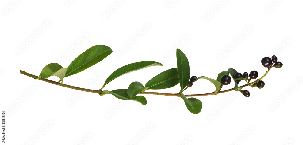 Twig of ligustrum with green leaves and black berries isolated Twig of ligustrum with green leaves and black berries isolated