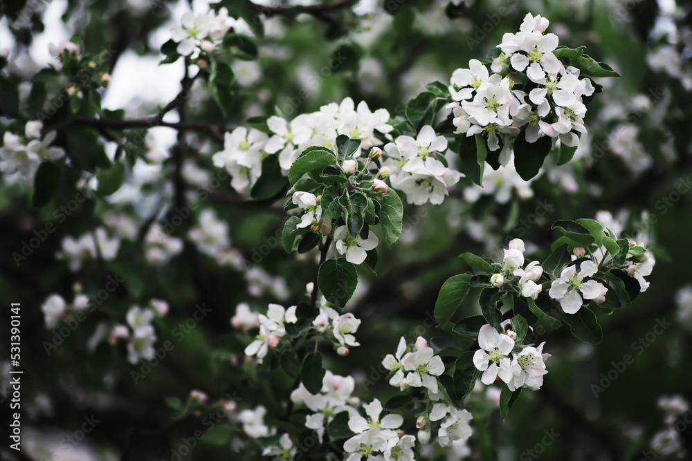 White flower on the tree. Apple and cherry blossoms. Spring flowering.