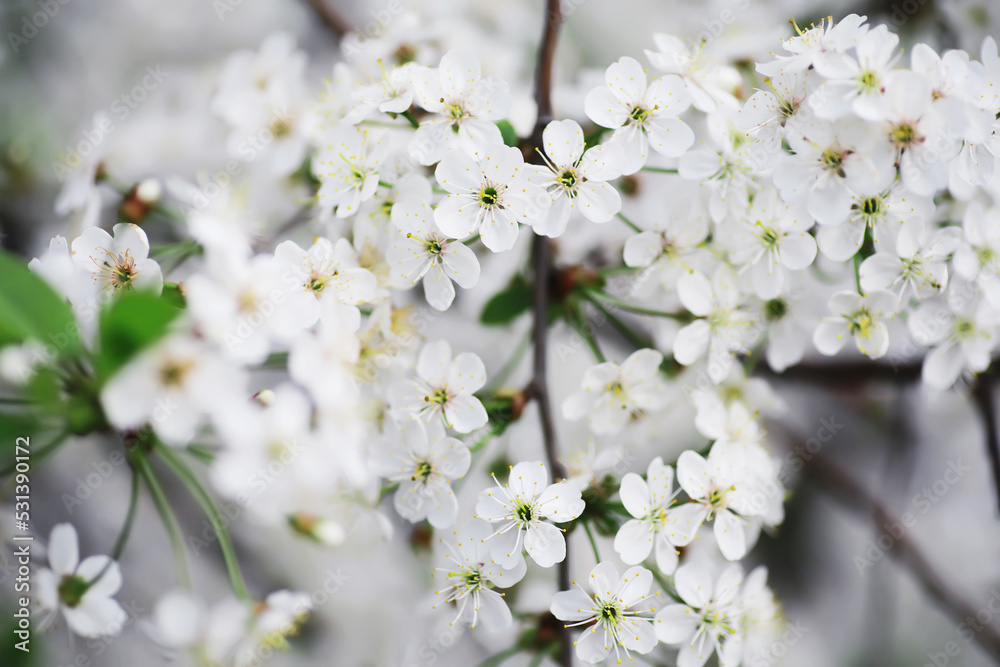 White flower on the tree. Apple and cherry blossoms. Spring flowering.