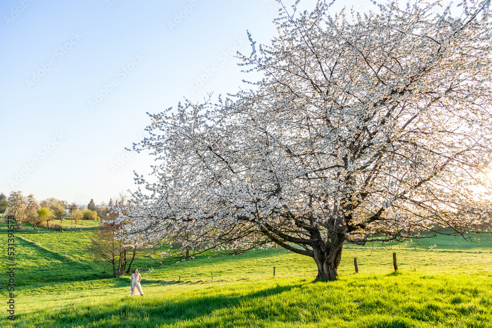 A young pregnant woman in a white dress stands near a blossoming cherry tree