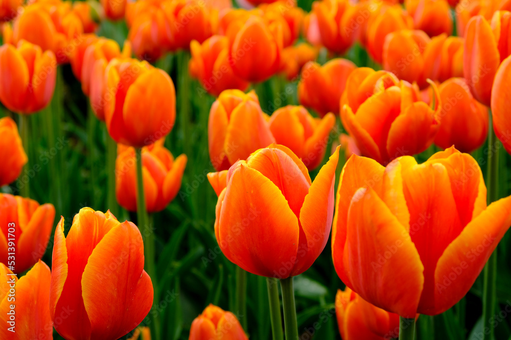 Summer vacation in the Netherlands: huge fields with gorgeous tulips in all colors - red, yellow, patterned and much more. A true sea of flowers in the fields - and an oasis for photographers... Summer vacation in the Netherlands: huge fields with gorgeous tulips in all colors - red, yellow, patterned and much more. A true sea of flowers in the fields - and an oasis for photographers...
