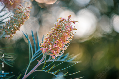 Springtime - Pink Grevillea in flower photo