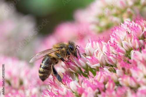 Honey bee collecting pollen on Hylotelephium 'Herbstfreude' (Pink Sedum) © chillingworths