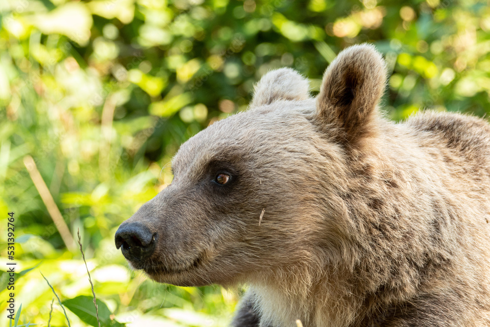 Naklejka premium Ours