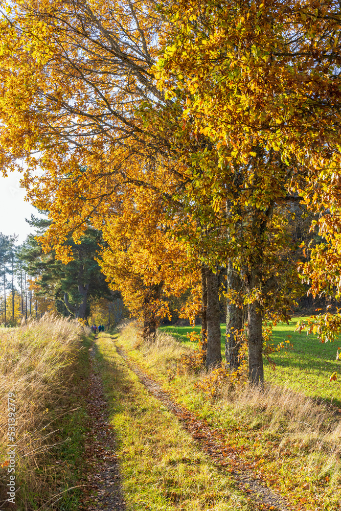 Autumn colors on the trees by a dirt road